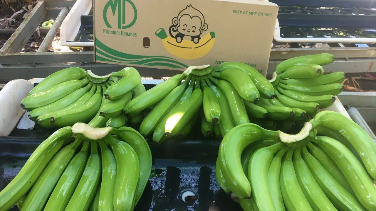 Fresh Cavendish Banana with High Quality from Vietnam Export Standard Common Cultivation