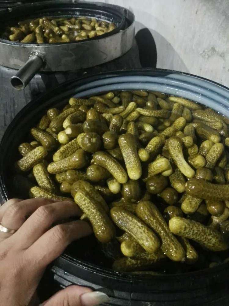BEST SELLER PICKLED GHERKINS - HOT SALES CANNED PICKLED CUCUMBER