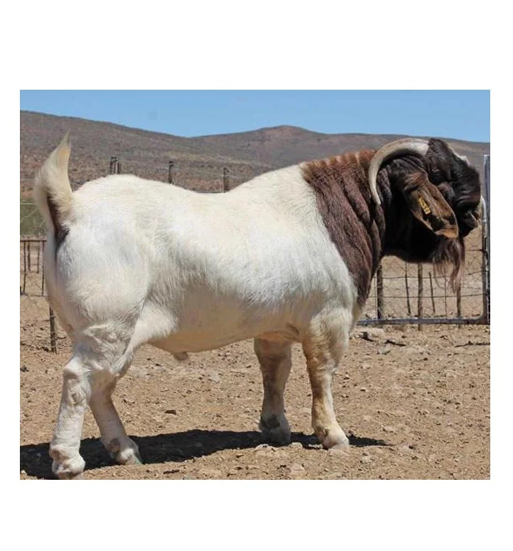 High Quality Cheap Wholesale Price Alive Boer Goats For sale