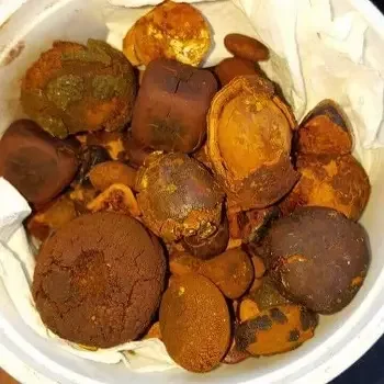 Cow Gallstone / Natural Bezoar (Gallstone) from Lithuania