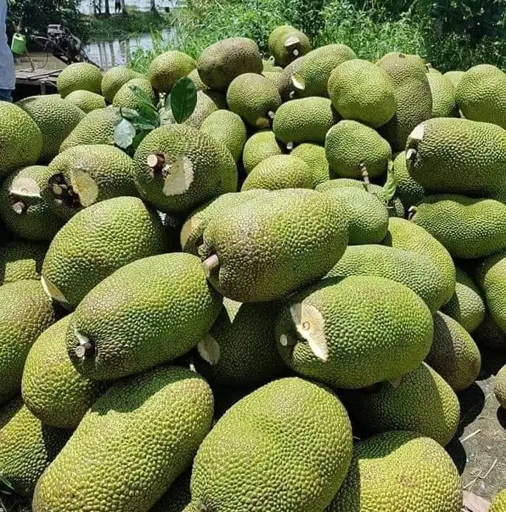HIGH QUALITY FRESH DURIAN from VIETNAM Yellow Premium Tropical Style COLOR Cut Weight Origin Type Flesh Variety Size Grade ISO