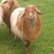 Live Sheep, Goats and Cattle