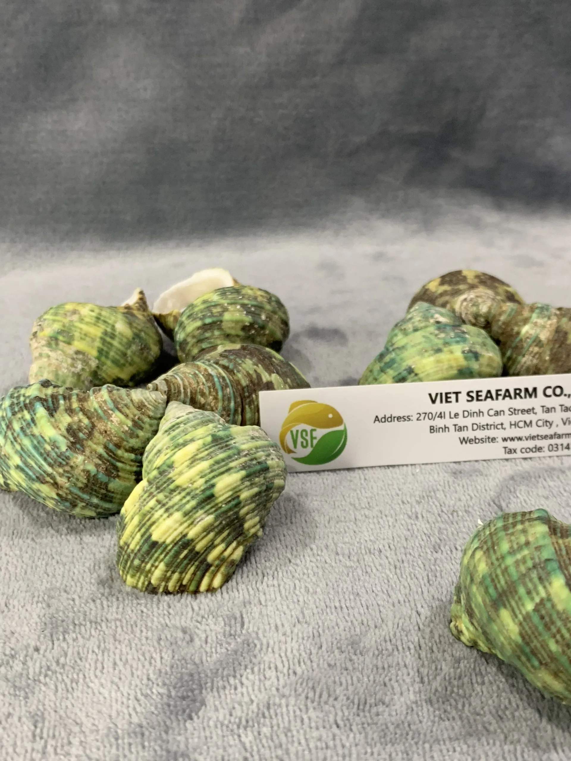 Green Conch is a premium product, widely popular in the market, meeting export standards with competitive wholesale prices