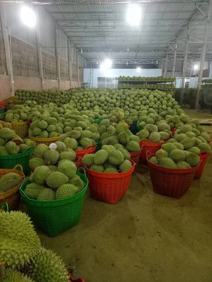 Vietnamese standard premium frozen seedless durian Ms Sophie