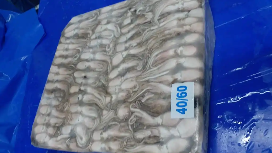 Indian Factory High Quality Good Price Frozen Whole  and  Cleaned  Octopus  Wholesale