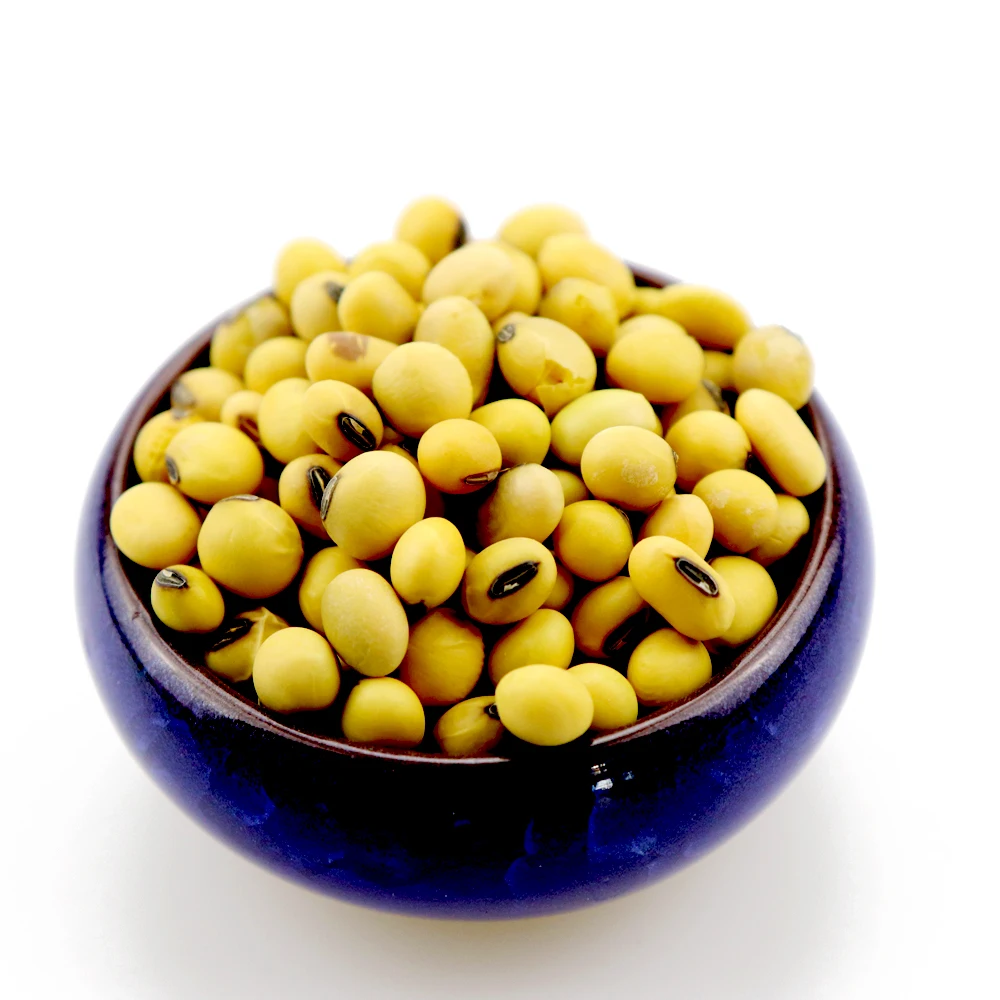 GMO and Non GMO Soyabean/Soybean for Sale Soy Beans Soya Soya Bean Grain Common High Quality