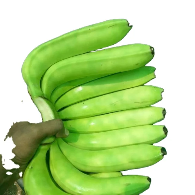 Best 100% High Quality Green banana Fresh Cavendish banana Cheap prices