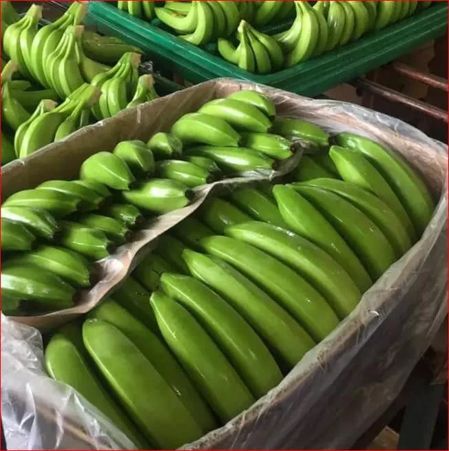 Best Quality Fresh Green Cavendish Banana  For Sale