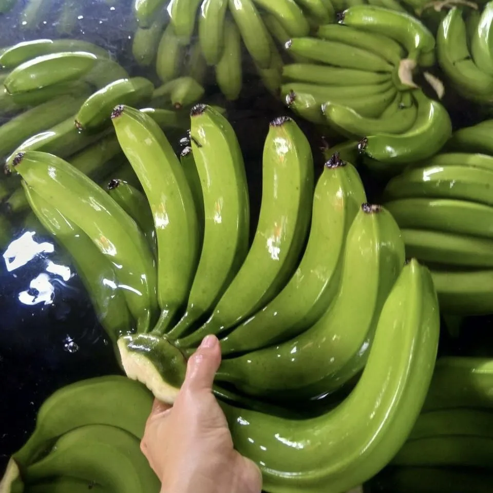 Wholesale Good Quality Competitive Price Delicious Flavour FRESH CAVENDISH BANANA From Viet Nam