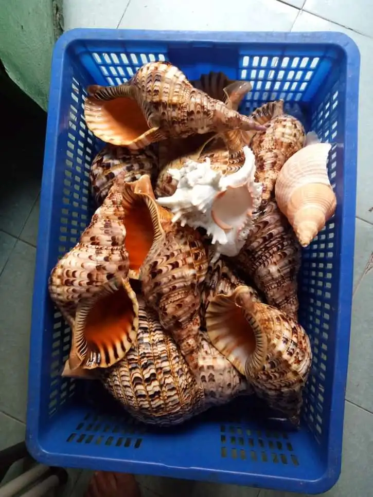 Queen large triton trumpet shells ocean collectible big size large natural empty seashells from Vietnam coastal beach