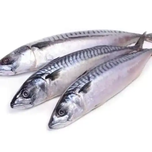 Замороженная Тихоокеанская скумбрия-+ рыночный сорт-лучшая свежесть