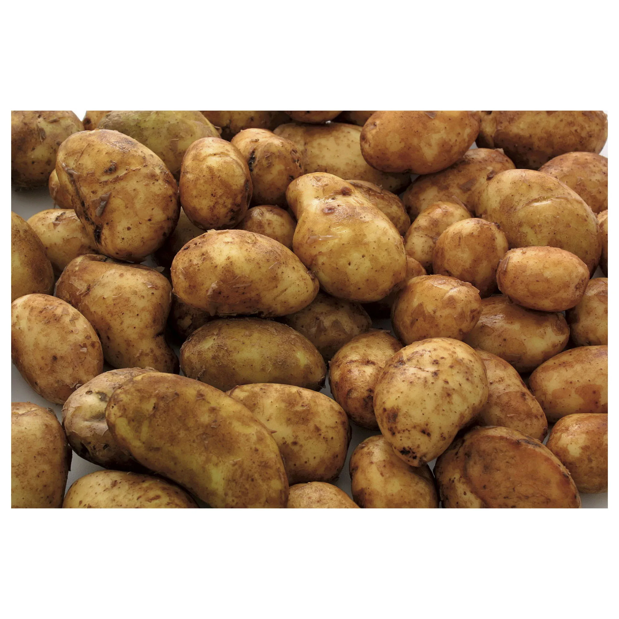 Buy fresh potatoes online cheap Quality potatoes bulk sale near me Premium quality 100% Organic fresh Potatoes