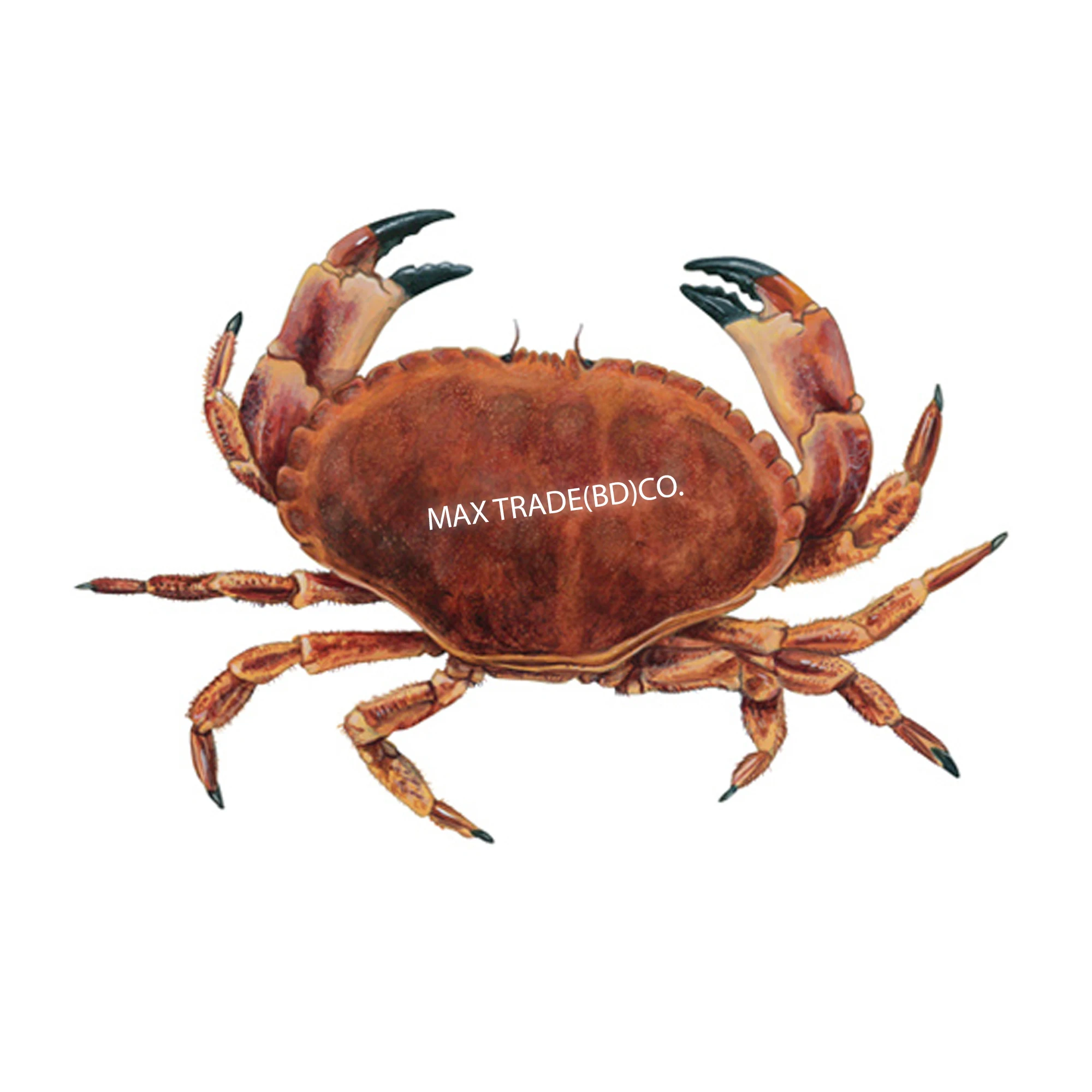 Factory supply Frozen Seafood Best Quality Wholesale Red King Crab And Swimming Crab Available  Frozen Crabs From Bangladesh