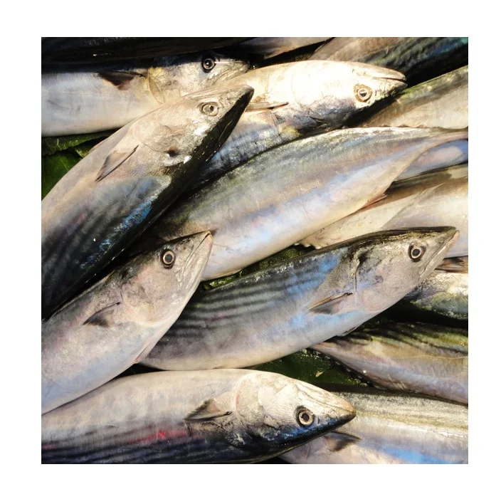 Frozen Yellowfin Tuna Fish For Exports