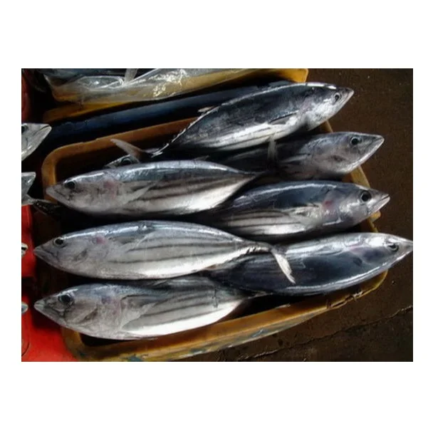 Cheap Price Supplier From Germany IQF belted bonito/striped tuna frozen bonito fish size 1-2kg At Wholesale Price