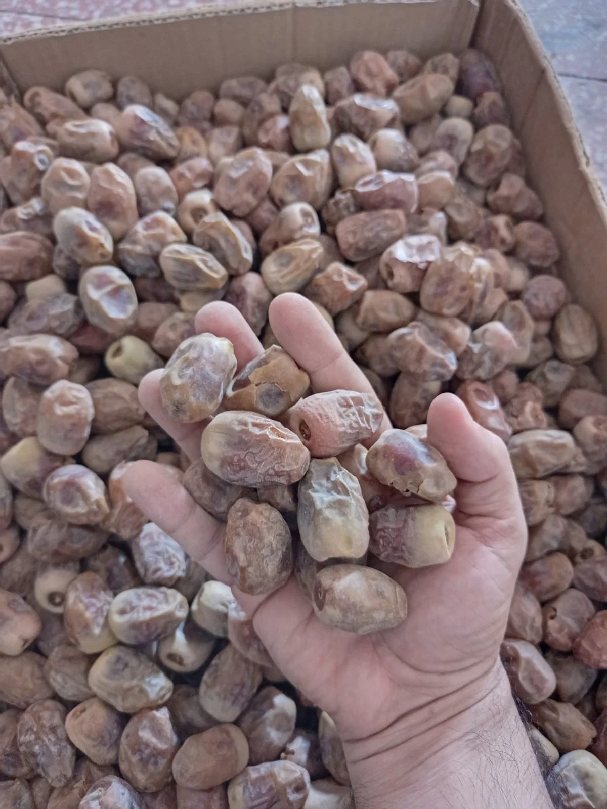 Sheshi Dates very cheap dates new harvest  2022 best quality ready for loading and shipping available customized packing