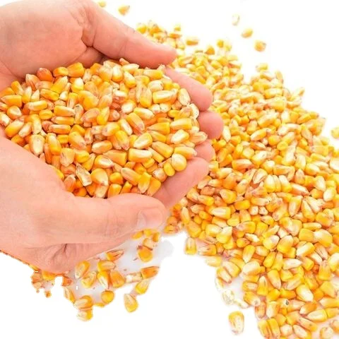 Best Quality White and Yellow Corn/Maize For Sale
