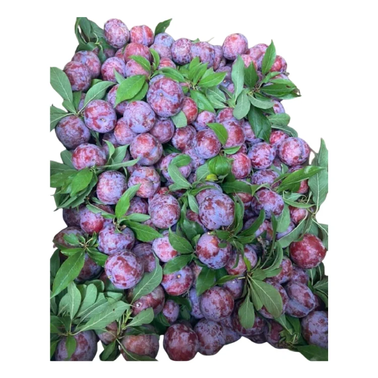 fresh plum delicious Competitive Price raw ingredients using for many purposes TCVN packing in carton Vietnam Manufacturer