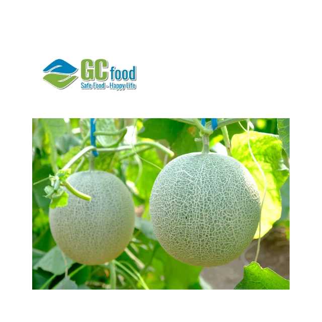 Wholesale Fresh melons -  Cantaloupe  melon seeds  with best quality with LC/TT payment