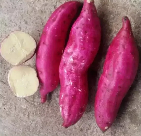 Best seller Japanese sweet potato for Exporting