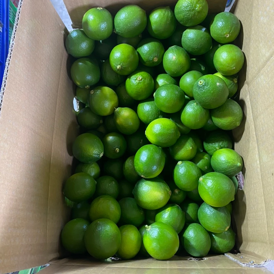 Green Sour Lime Natural Fresh Citrus Fruit Fresh Lemon Seedless Lime - Whatsap Ms Alice +84 365296868