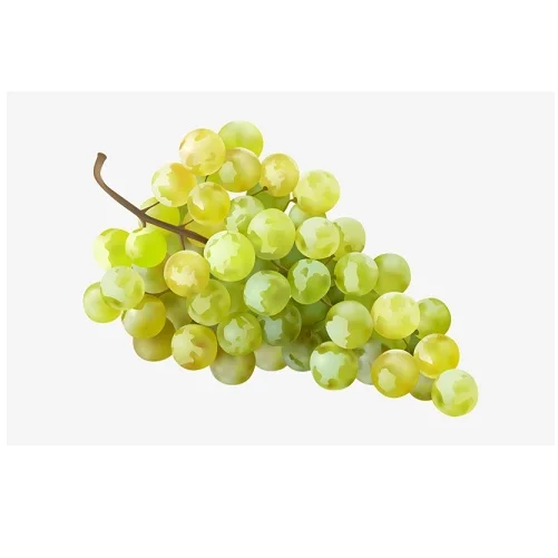 Top Quality Sweet Green Grapes with Good Sweet Content and Flavorful Available at Wholesale Price from Indian Exporter