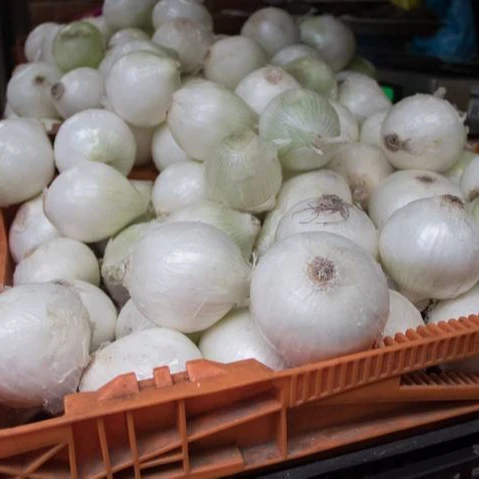 Fresh Onion Onions Fresh Packaging New Crop Mexico Harvester Wholesale Onion Cebolla Blanca High Quality
