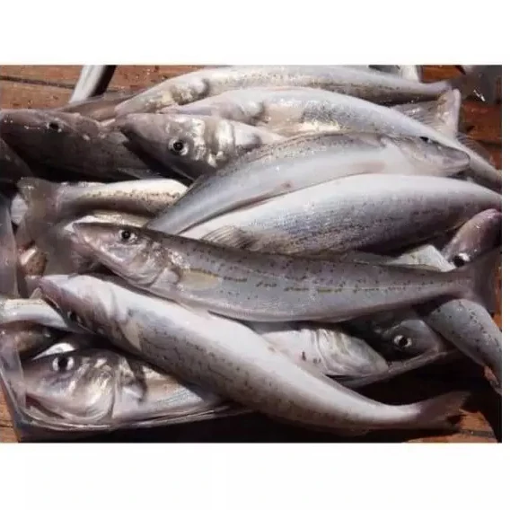 Factory Price Hake Fish / Frozen Hake Fish/Frozen Pacific Hake Fillets Fish