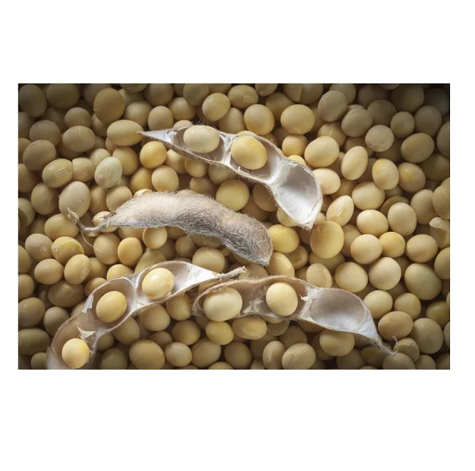 High Quality Organic Soybean / Dried Soya Beans Available For Sale At Low Price