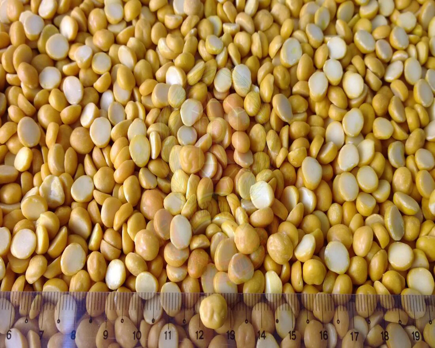 chana-dal-big.jpg