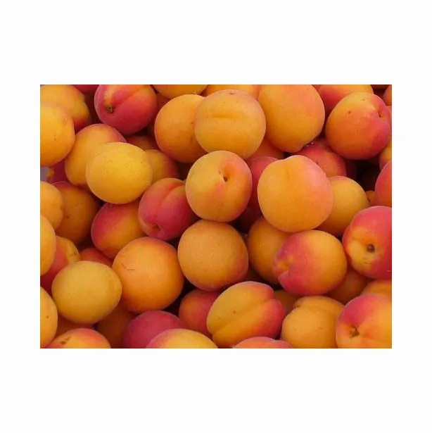Fresh Apricots Fruit for sale
