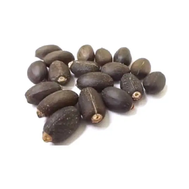 Jatropha Seeds Wholesale Price