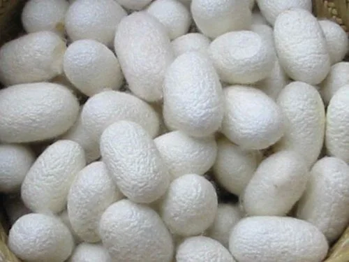 Ecofriendly Silk Cocoon For Skicare and Face / Silkworm Vietnam For Cosmetics