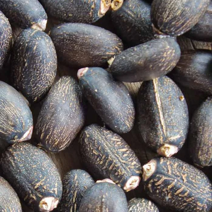 Factory Supply Jatropha Seeds /100% Dried Natural Jatropha Seeds for Sale  at Low Price