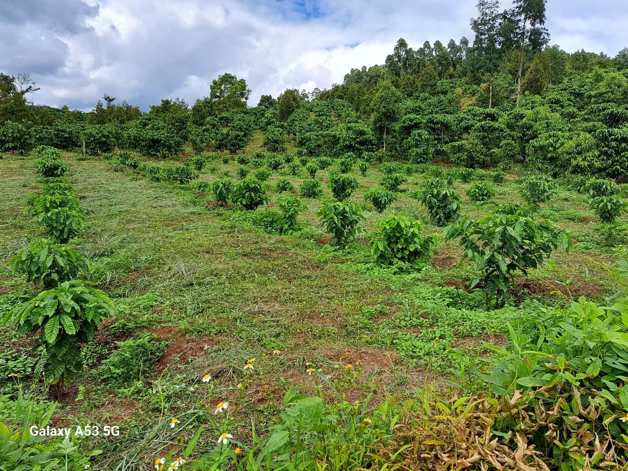 Green Coffee Beans New Product Agriculture Robusta Coffee Beans from VIETNAM