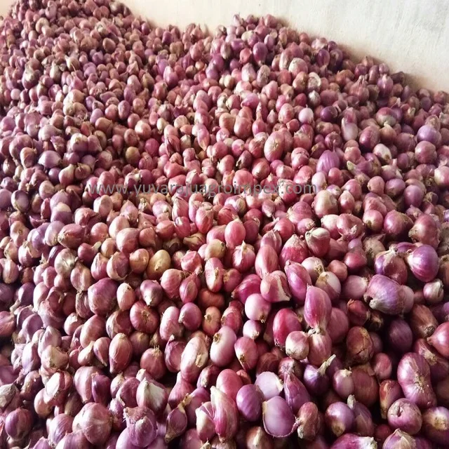Fresh Red Onion in reasonable pricing Big and Small Size Onion Fresh Vegetable Suppliers and Exporters In India