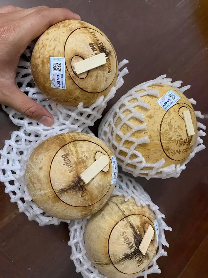 Super Sweet 100% Natural Cheap Price  Coconut With Open Tool High Quality Tasty Hot Selling From Vietnam 2024