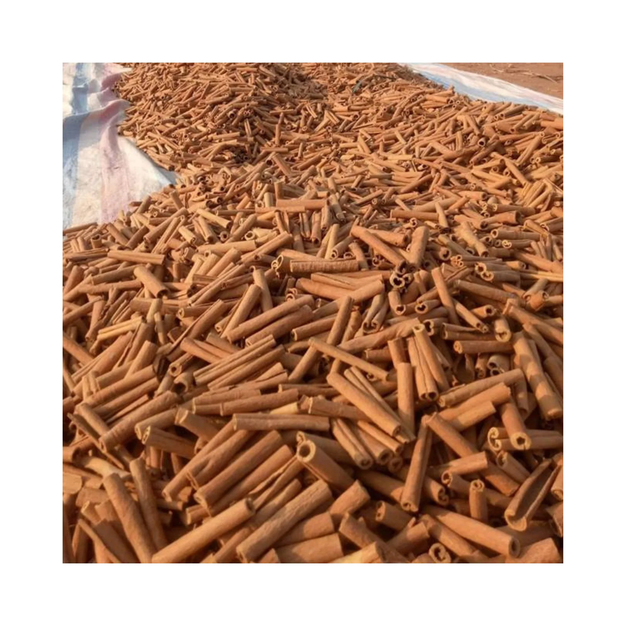 High Oil Cigar Cassia Wholesale Price For Bulk Quantity Vietnam Supplier with competitive price