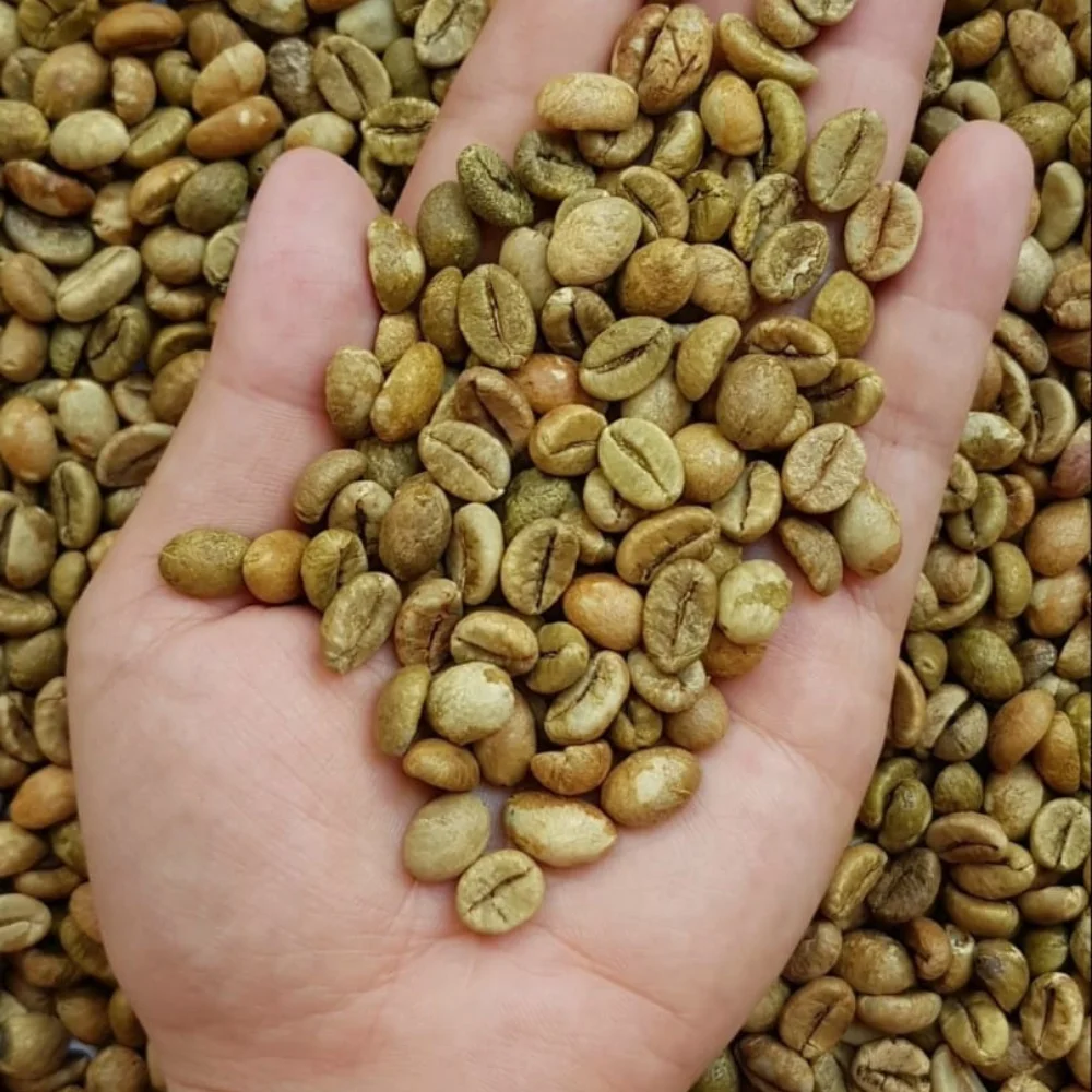 Wholesale Green Bean Coffee High Grade Robusta S18 Green Bean Coffee From Vietnam For Export Ready To Ship