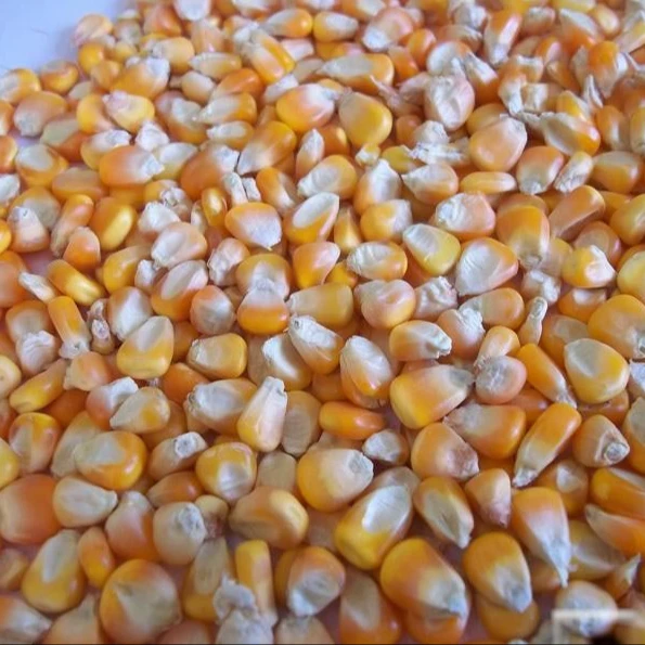 Top Selling Non GMO Yellow Maize Corn/ Yellow Corn & White Corn/Air Dried Yellow Maize Corn for Sale