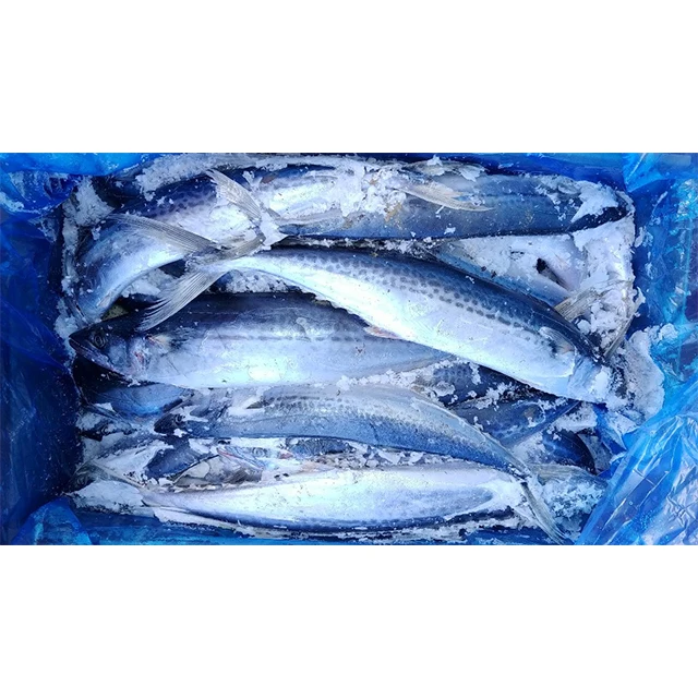 good quality custom seafood whole  frozen Spanish mackerel fish certificate supplements for worker safe