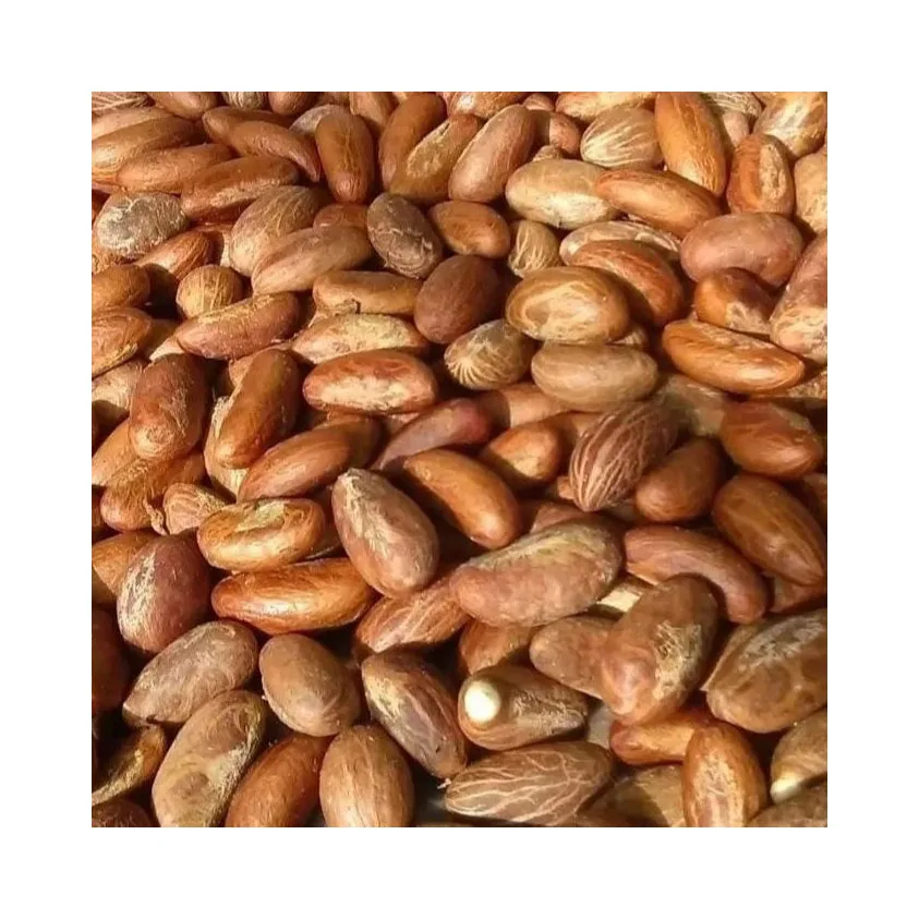 Cheap Healthy Garcinia Kola(Bitter Kola) / Fresh Dried Bitter Kola/ Bitter Kola Nuts Powder