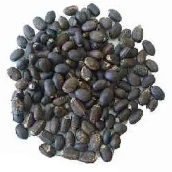 Dried Natural Jatropha Seeds for Sale