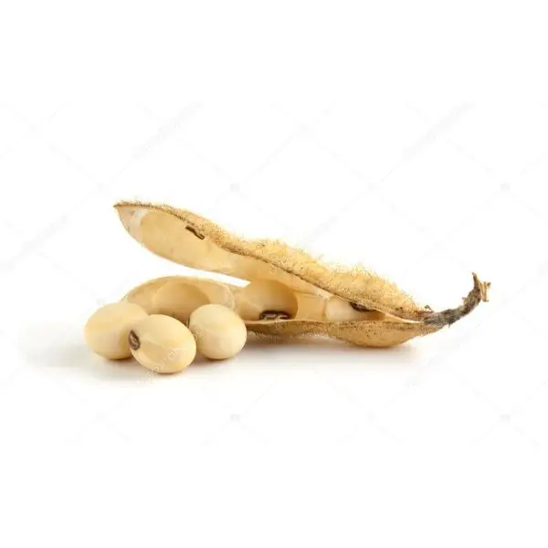 High Quality NON-GMO Soya Beans 100% Organic Soybeans at Wholesale Price