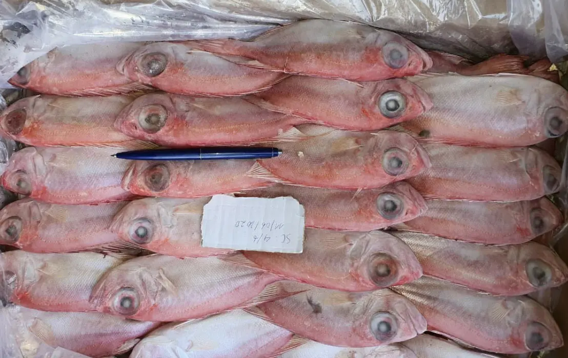 Selling Quality Round Big Eyes Scad Fish Natural Red Color Frozen Whole Round Big Eyes Scad Fish With 0.05% Max Moisture