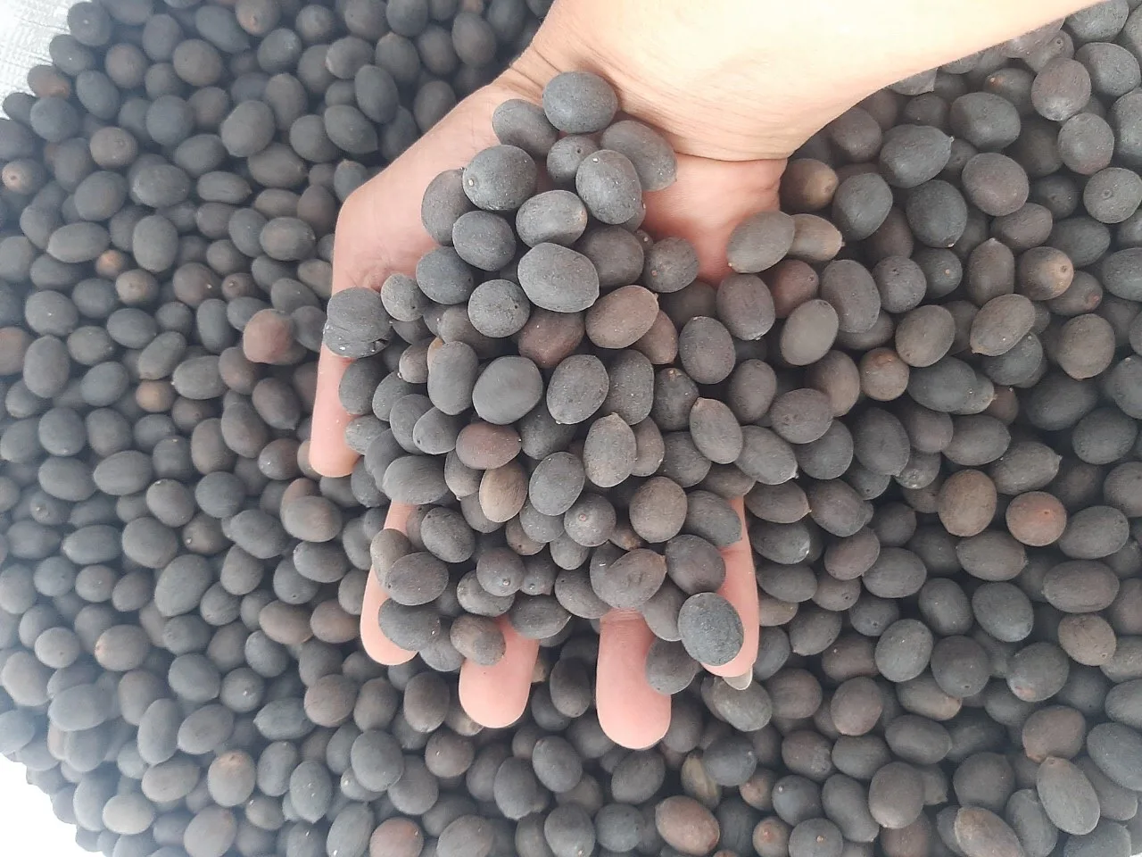 New season the cheapest price Dried Lotus Seed Vietnam Organic high quality