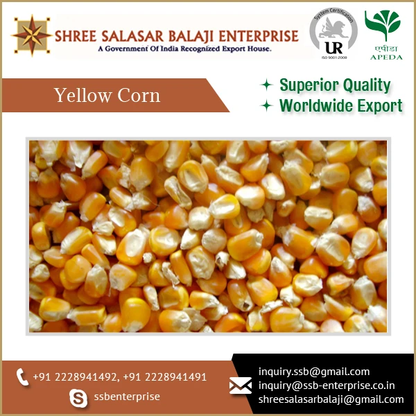 Indian Yellow Corn High Grade Corn Export Quality Yellow Maize Corn animal feed MOISTURE Condition Type Dried Grade