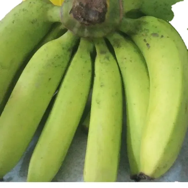Fresh Premium Yellow Sweet Banana High Quality Best Price in Austria Supplier