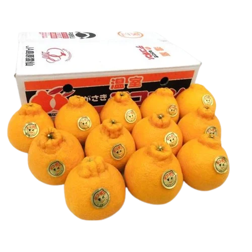 Fresh Japanese Dekopon Sumo Citrus from Nagasaki