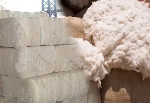 COTTON-6-7-2022.jpg